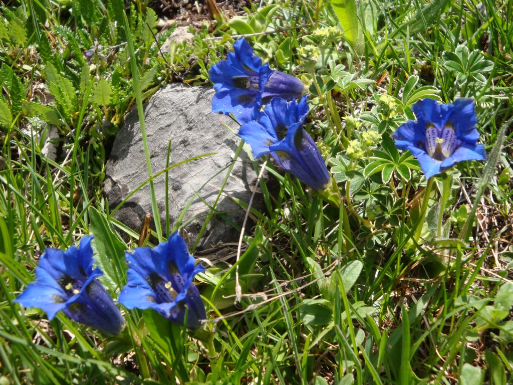 Gentiana clusii (Gentianaceae)
